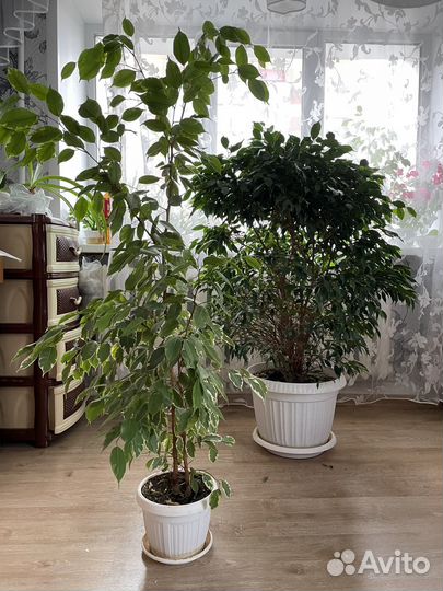 Фикус бенджамина пестролистный