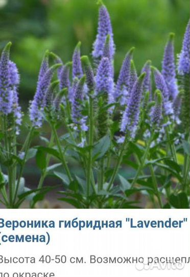 Растения для сада