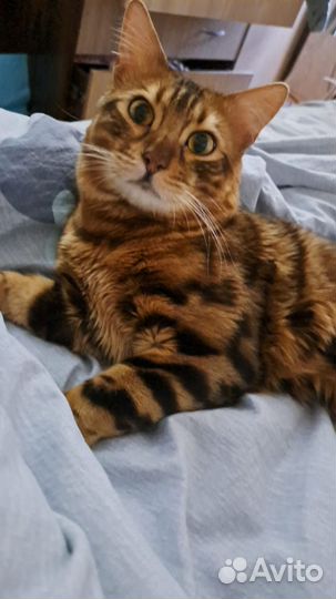 Бенгальский кот