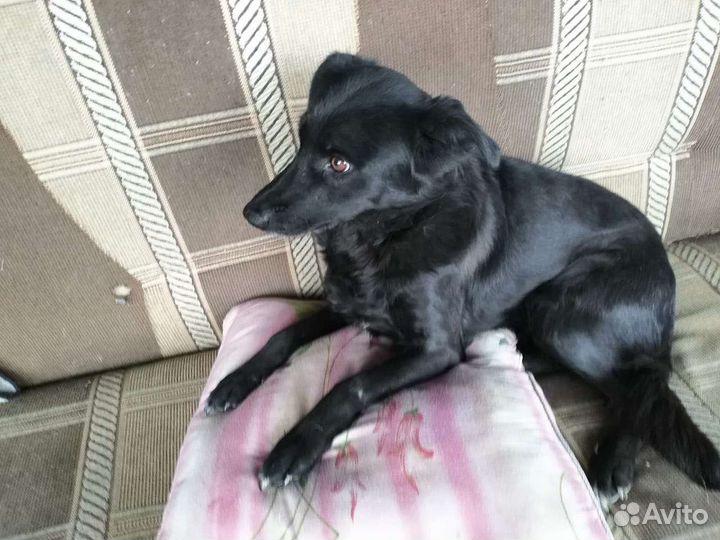 Собака Найда, 5.5 лет, месяц корма в подарок