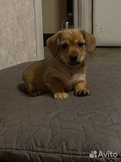 Отдам в добрые руки щенков