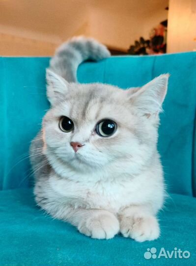 Голубое золото кошка