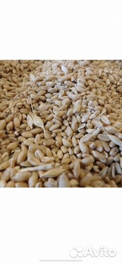 Пшеница яровая