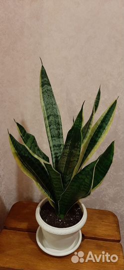 Сансевиерия лауренти