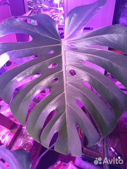 В ассортименте