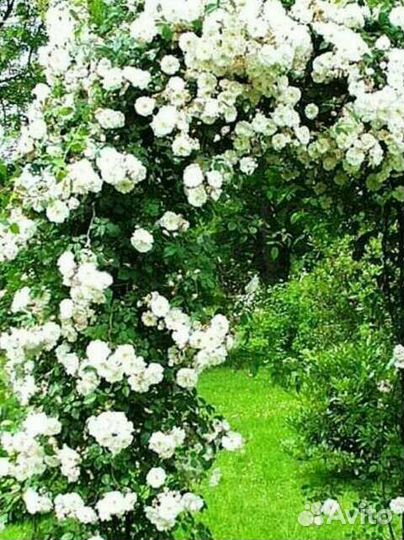 Плетистые розы с зкс ещё флорибунда