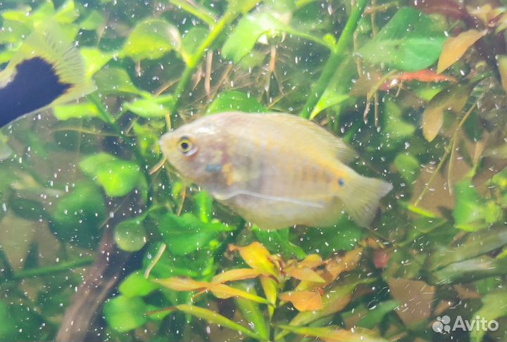 Аквариумные рыбки