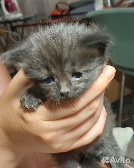 Кошка в дар