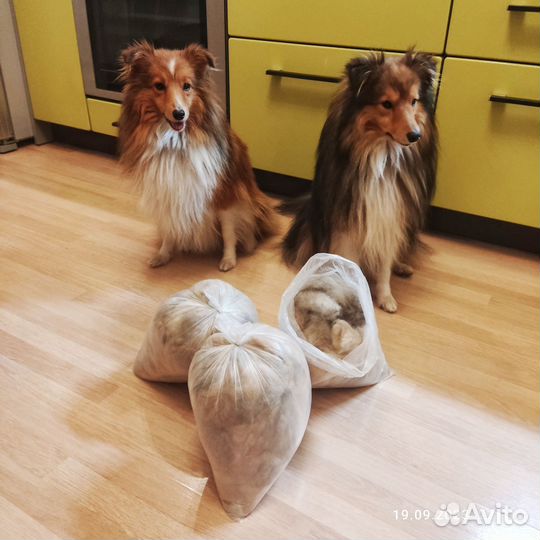 Продам собачью шерсть (шелти)