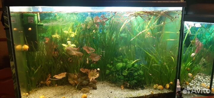 Аквариум