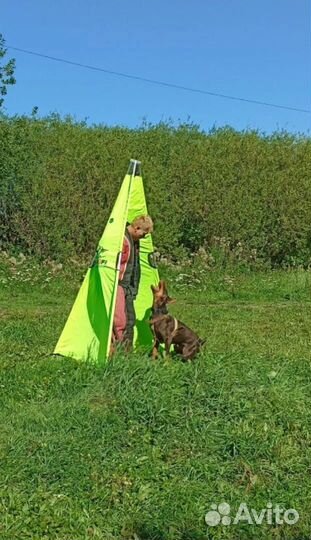 Дрессировка собак