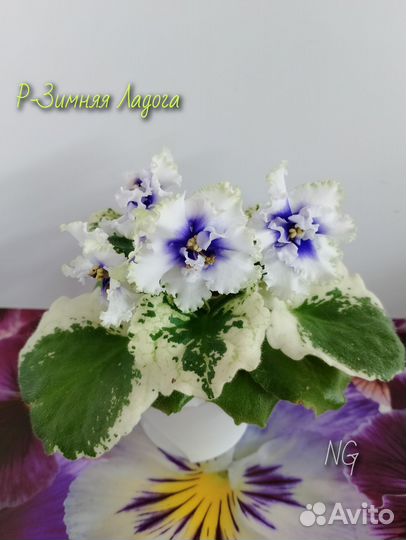 Сортовые фиалки