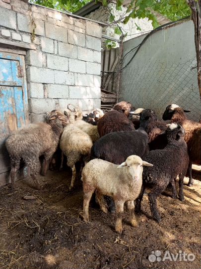 Овцы бараны ягнята