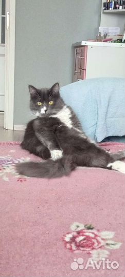 Кошка в дар