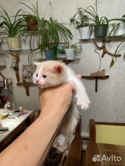 Милые котята 1 месяц