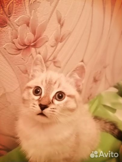 Отдам в добрые руки, кошечка, 2 месяца