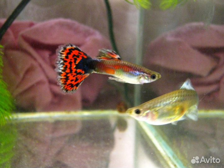 Аквариумные рыбки гуппи