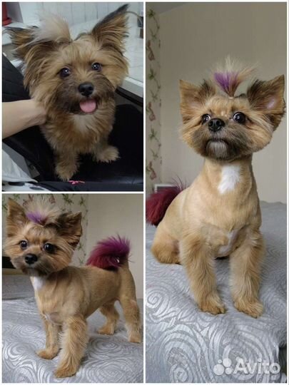 Стрижка собак и кошек. Выезд на дом