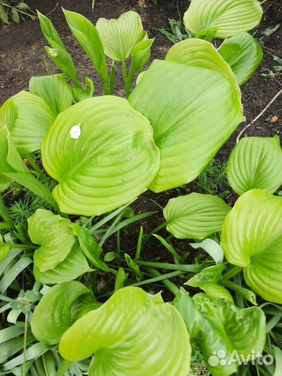 Хоста Папортник