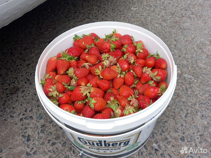 Черника лесная