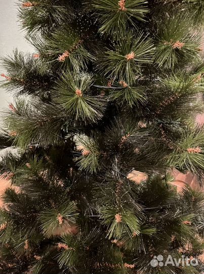 Ель Крымская