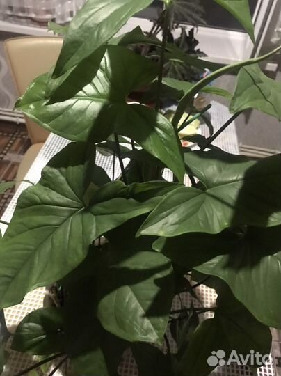 Антуриумы,Сингнониум, Бегония, фикусы