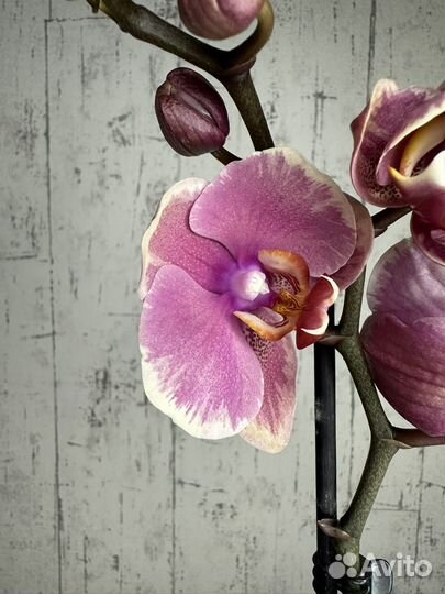 Орхидея фаленопсис
