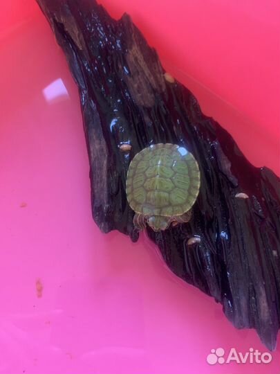 Красноухая черепаха маленькая
