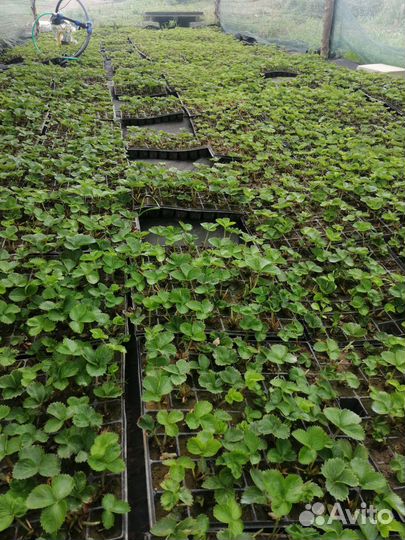 Рассада клубники. сорт мальвина, клери