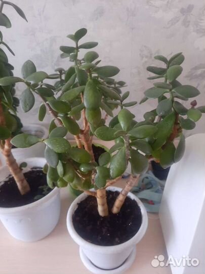 Толстянка (денежное дерево)