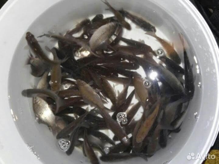 Живец карась