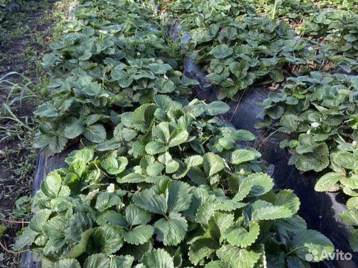 Рассада клубники,саженцы клубники,стаканы,кассеты