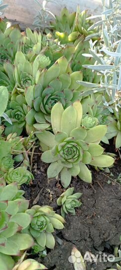 Молодило каменная роза