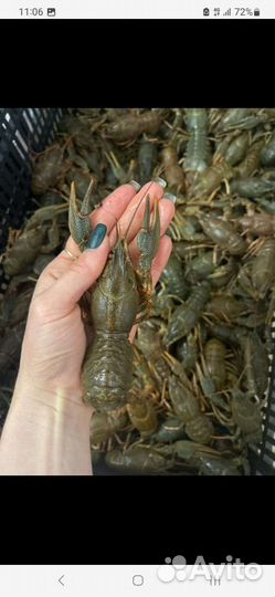 Продам живых и сваренных раков, варим по домашнему