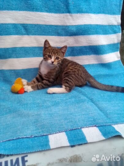 Котенок в добрые руки