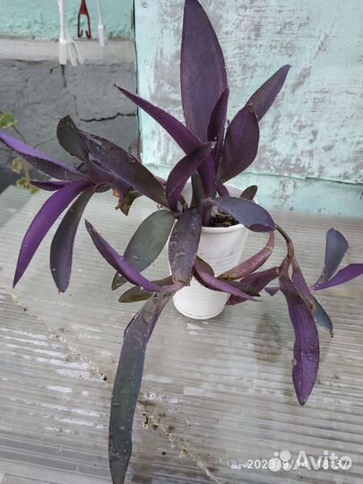 Традесканции