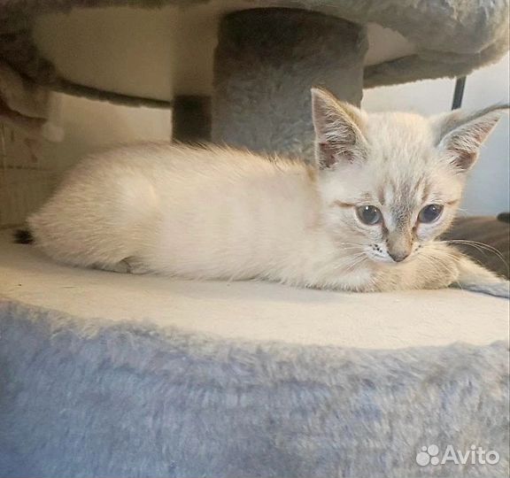 Котёнок девочка - 2 месяца