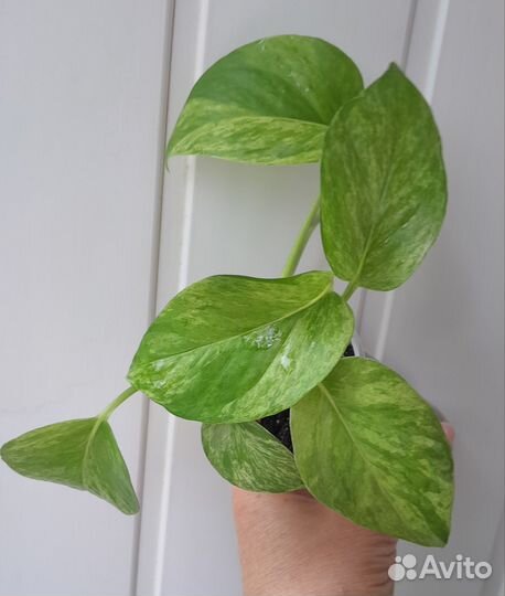 Сциндапсус марбл квин