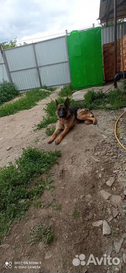 Отдам овчарку