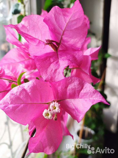 Бугенвиллия Big Chilly