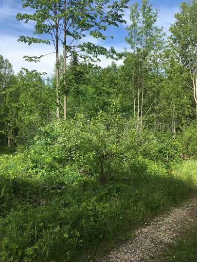 Участок 17,4 сот. (СНТ, ДНП)