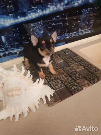 Щенки чихуахуа мини