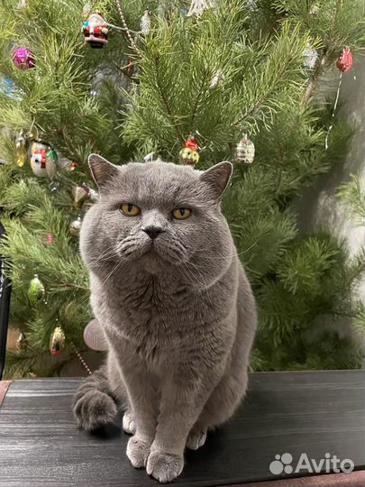 Британский кот вязка