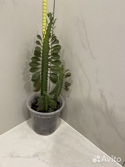 Молочай красный