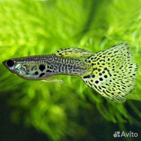 Рыбки Гуппи