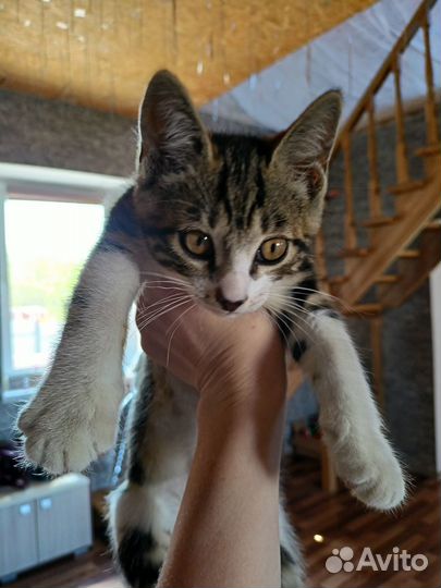 Котята