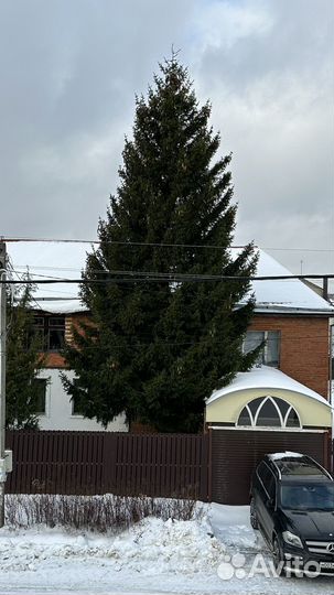 Ель живая 20 метров