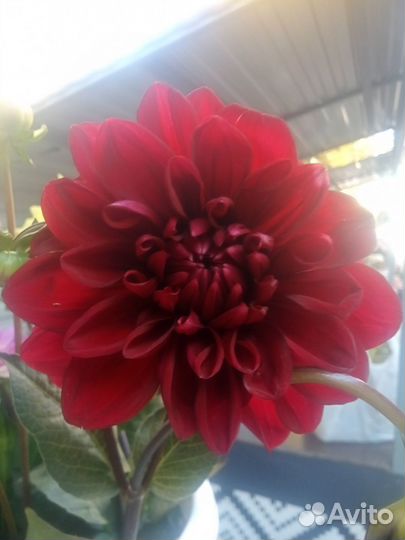 Корни георгин