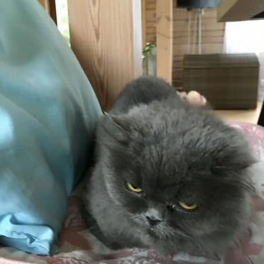 Британская длинношёрстная, взрослая кошка