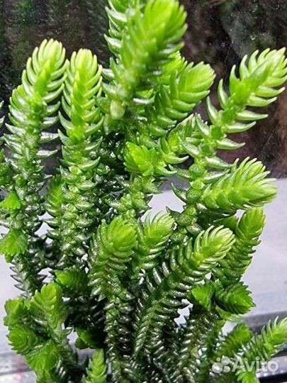 Суккуленты для садика